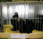 Lot 61 – three Black Pekin bantam hens, vendor G Barr.