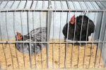 Lots 68 & 69 – one Blue and one Black Pekin rooster, vendor M Dekker.